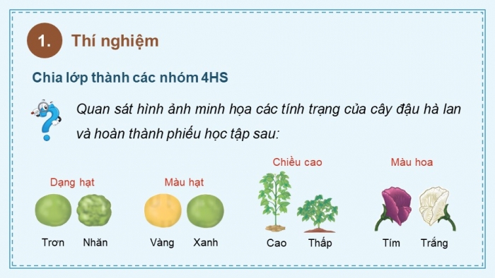 Giáo án điện tử KHTN 9 kết nối - Phân môn Sinh học Bài 37: Các quy luật di truyền của Mendel