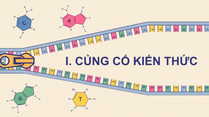 Giáo án điện tử KHTN 9 kết nối - Phân môn Sinh học Bài Ôn tập giữa học kì 1