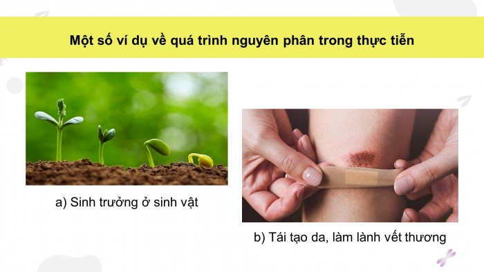 Giáo án điện tử KHTN 9 kết nối - Phân môn Sinh học Bài 43: Nguyên phân và giảm phân