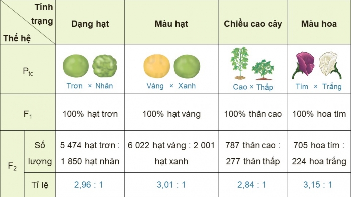 Giáo án điện tử KHTN 9 kết nối - Phân môn Sinh học Bài 37: Các quy luật di truyền của Mendel