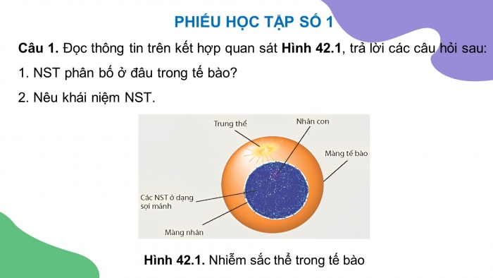 Giáo án điện tử KHTN 9 kết nối - Phân môn Sinh học Bài 42: Nhiễm sắc thể và bộ nhiễm sắc thể