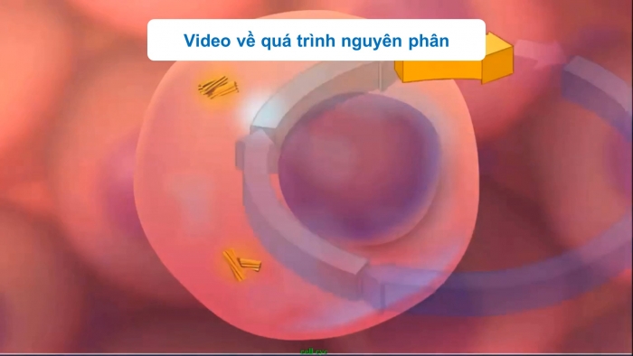 Giáo án điện tử KHTN 9 kết nối - Phân môn Sinh học Bài 43: Nguyên phân và giảm phân