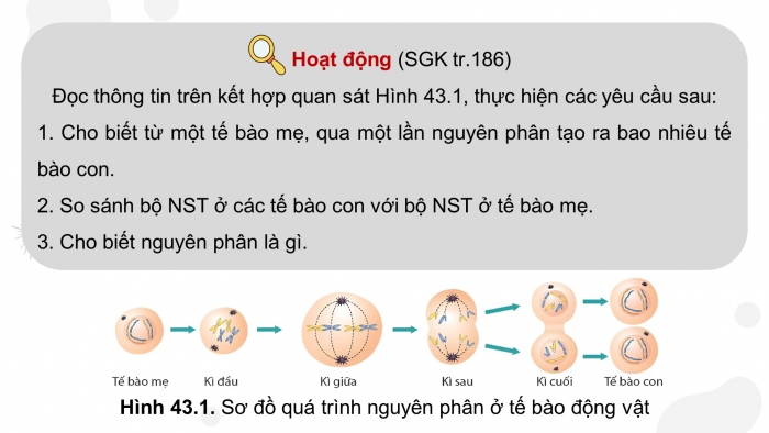 Giáo án điện tử KHTN 9 kết nối - Phân môn Sinh học Bài 43: Nguyên phân và giảm phân