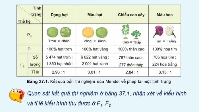 Giáo án điện tử KHTN 9 kết nối - Phân môn Sinh học Bài 37: Các quy luật di truyền của Mendel