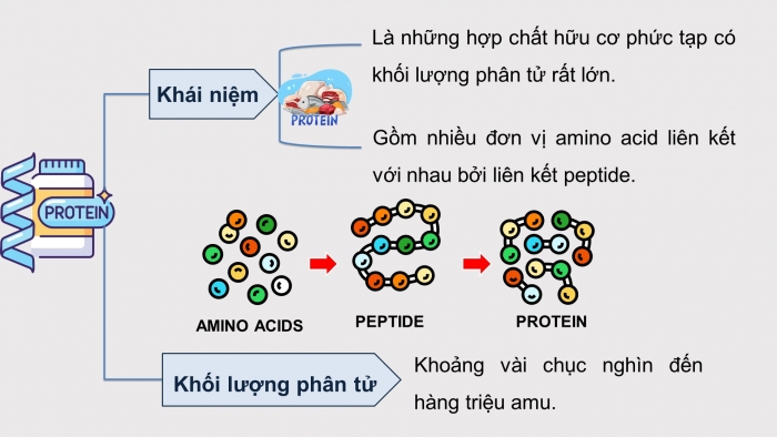 Giáo án điện tử KHTN 9 kết nối - Phân môn Hoá học Bài 31: Protein