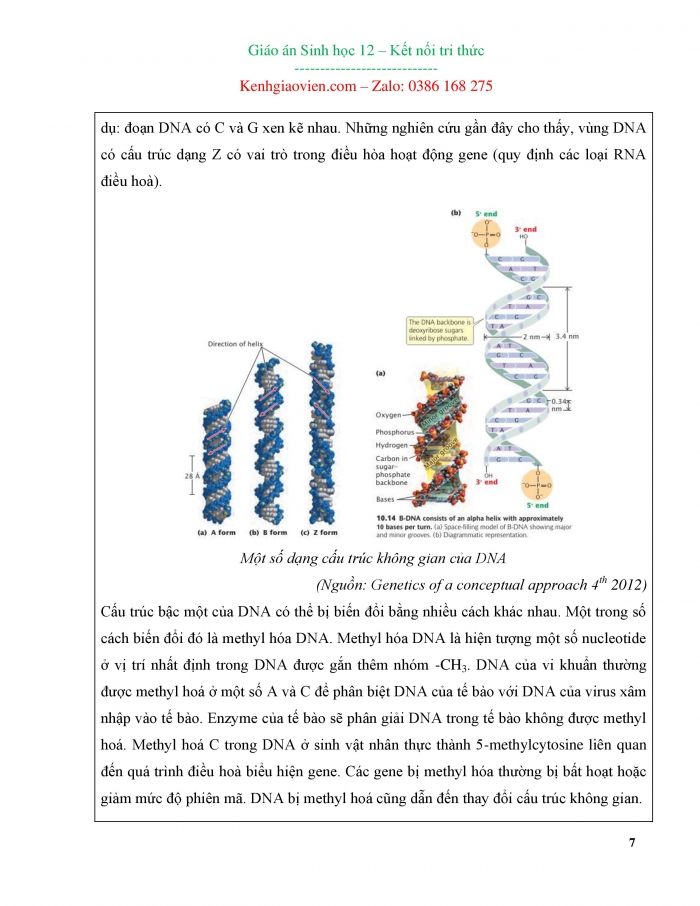 Giáo án và PPT Sinh học 12 kết nối Bài 1: DNA và cơ chế tái bản DNA