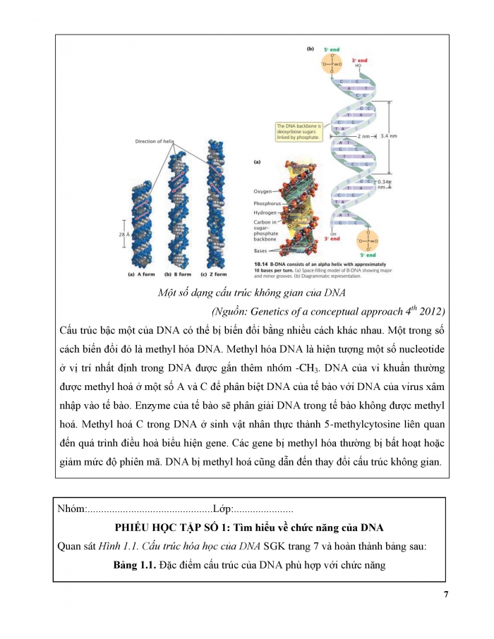 Giáo án và PPT Sinh học 12 cánh diều bài 1: Gene và sự tái bản DNA