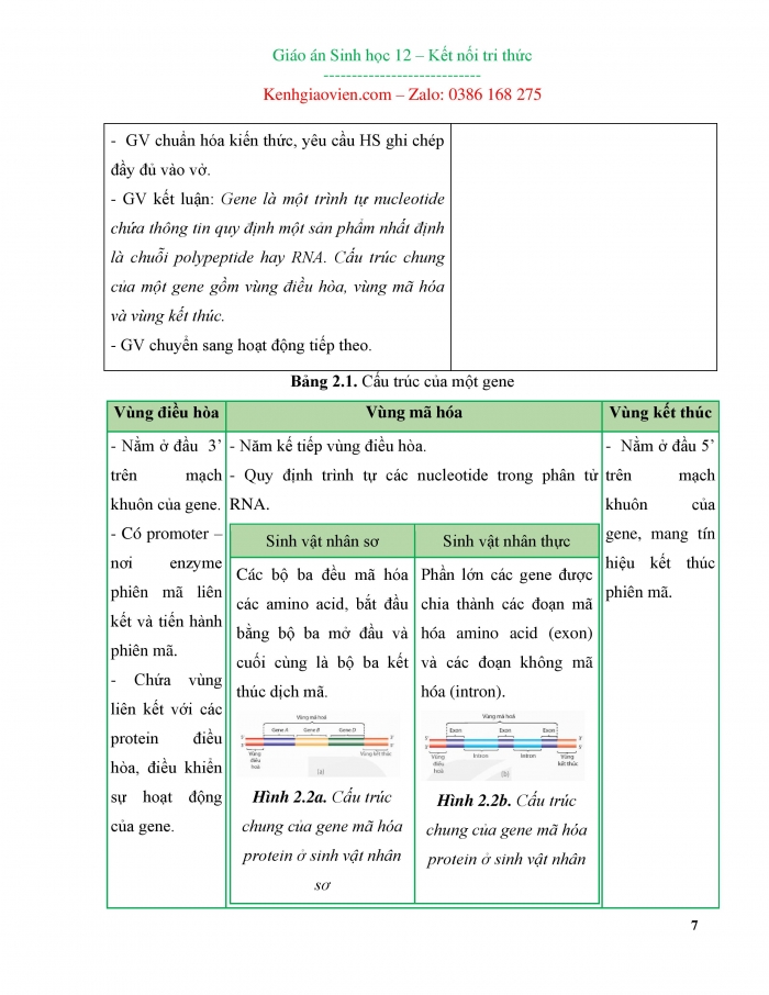 Giáo án và PPT Sinh học 12 kết nối Bài 2: Gene, hệ gene và quá trình truyền đạt thông tin di truyền