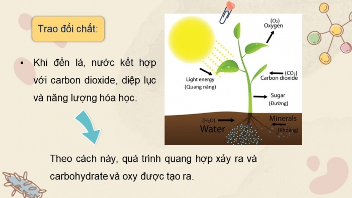 Giáo án và PPT đồng bộ Khoa học tự nhiên 7 kết nối tri thức