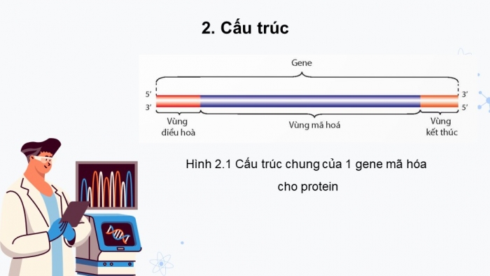 Giáo án điện tử Sinh học 12 kết nối Bài 2: Gene, quá trình truyền đạt thông tin di truyền và hệ gene