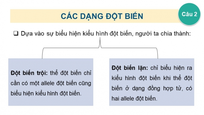 Giáo án điện tử Sinh học 12 kết nối Bài 4: Đột biến gene