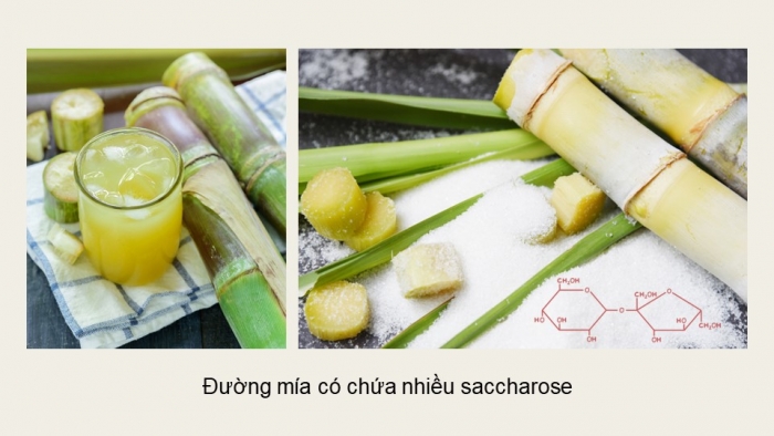 Giáo án điện tử Hoá học 12 chân trời Bài 4: Saccharose và maltose