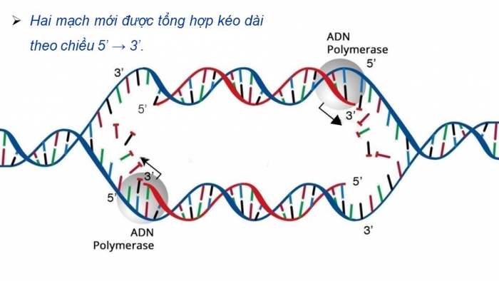 Giáo án điện tử KHTN 9 cánh diều - Phân môn Sinh học Bài 34: Từ gene đến tính trạng