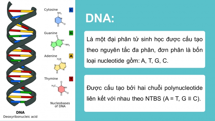 Giáo án điện tử KHTN 9 chân trời - Phân môn Sinh học Bài 37: Nucleic acid và ứng dụng