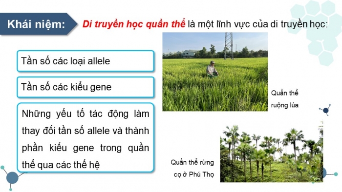 Giáo án và PPT đồng bộ Sinh học 12 kết nối tri thức