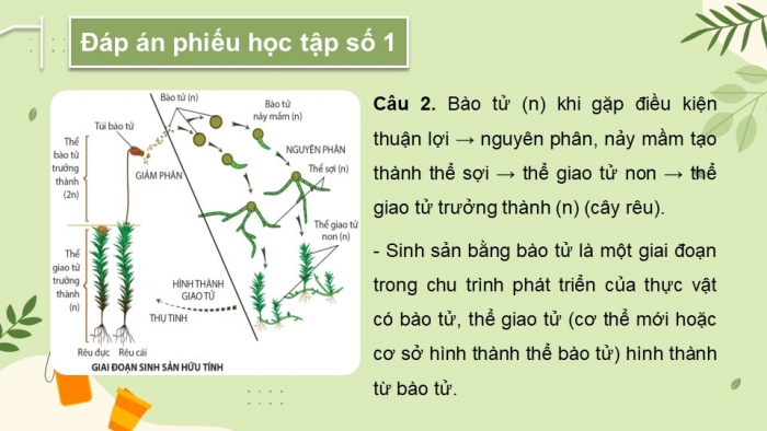 Giáo án và PPT đồng bộ Sinh học 11 cánh diều