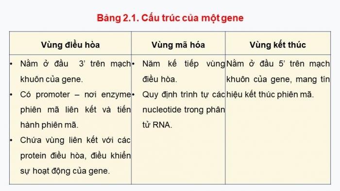 Giáo án điện tử Sinh học 12 kết nối Bài 2: Gene, quá trình truyền đạt thông tin di truyền và hệ gene