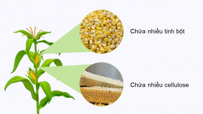 Giáo án điện tử Hoá học 12 chân trời Bài 5: Tinh bột và cellulose