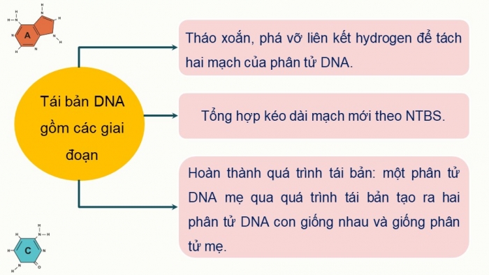 Giáo án điện tử KHTN 9 cánh diều - Phân môn Sinh học Bài 34: Từ gene đến tính trạng