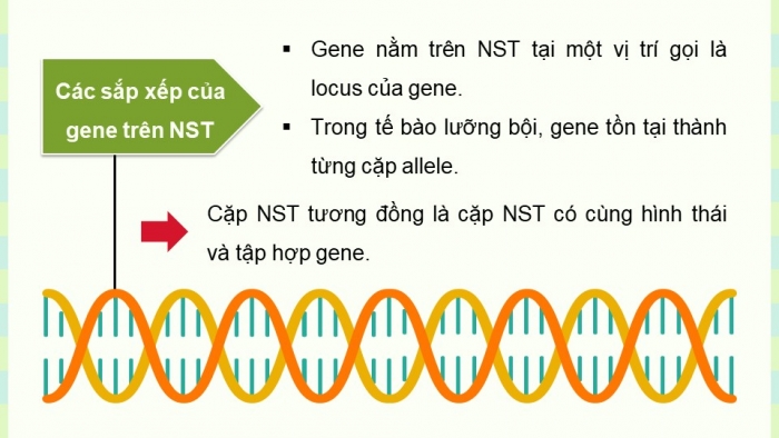 Giáo án điện tử KHTN 9 cánh diều - Phân môn Sinh học Bài 35: Nhiễm sắc thể và bộ nhiễm sắc thể