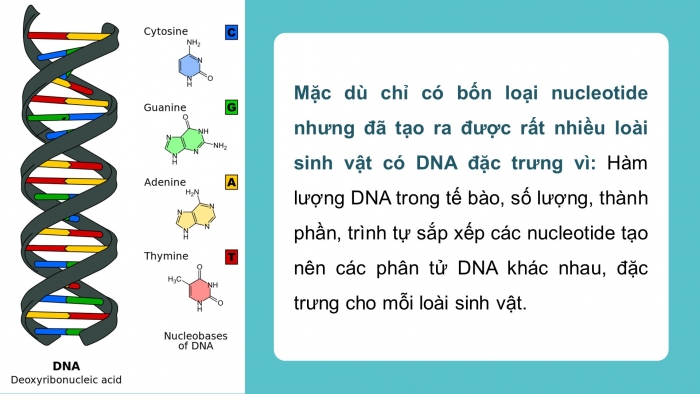 Giáo án điện tử KHTN 9 chân trời - Phân môn Sinh học Bài 37: Nucleic acid và ứng dụng