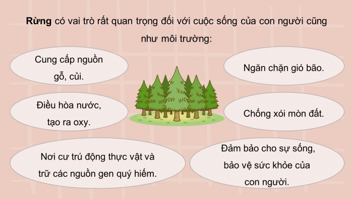 Giáo án và PPT đồng bộ Công nghệ 12 Lâm nghiệp Thuỷ sản Kết nối tri thức