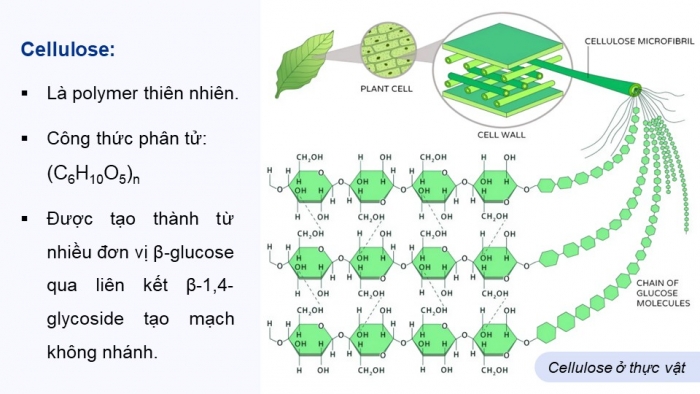 Giáo án điện tử Hoá học 12 kết nối Bài 6: Tinh bột và cellulose