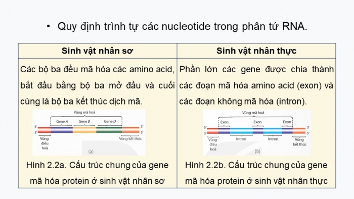 Giáo án điện tử Sinh học 12 kết nối Bài 2: Gene, quá trình truyền đạt thông tin di truyền và hệ gene