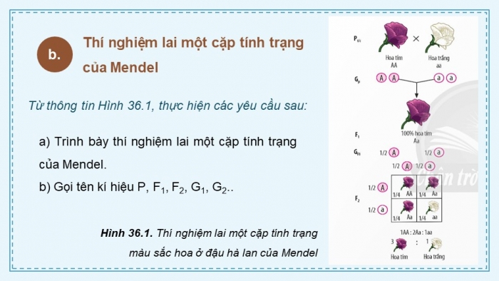 Giáo án điện tử KHTN 9 chân trời - Phân môn Sinh học Bài 36: Các quy luật di truyền của Mendel