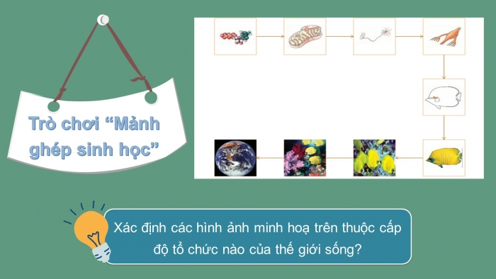 Giáo án và PPT đồng bộ Sinh học 10 chân trời sáng tạo