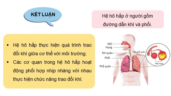 Giáo án và PPT đồng bộ Sinh học 8 cánh diều