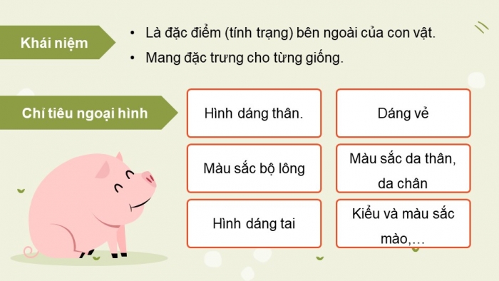 Giáo án và PPT đồng bộ Công nghệ 11 Công nghệ chăn nuôi Cánh diều