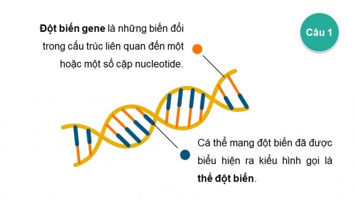 Giáo án và PPT đồng bộ Sinh học 12 cánh diều