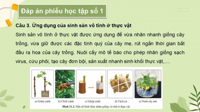 Giáo án và PPT đồng bộ Sinh học 11 cánh diều