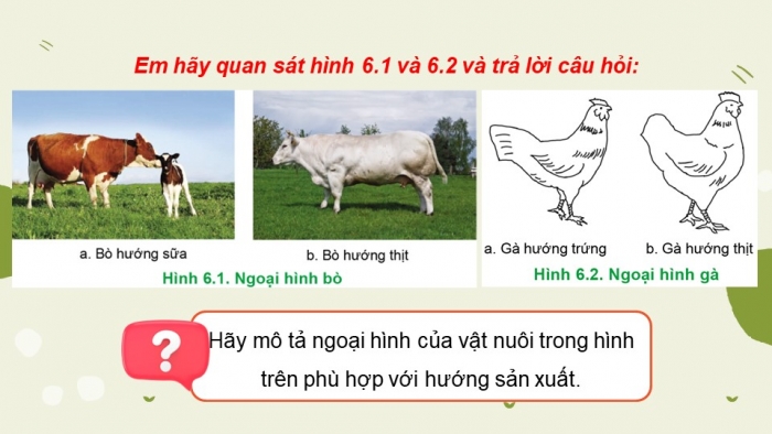 Giáo án và PPT đồng bộ Công nghệ 11 Công nghệ chăn nuôi Cánh diều