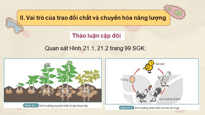 Giáo án và PPT đồng bộ Khoa học tự nhiên 7 kết nối tri thức