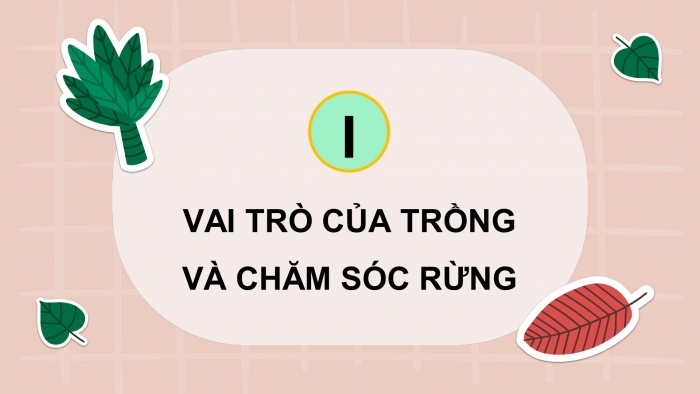 Giáo án và PPT đồng bộ Công nghệ 12 Lâm nghiệp Thuỷ sản Kết nối tri thức