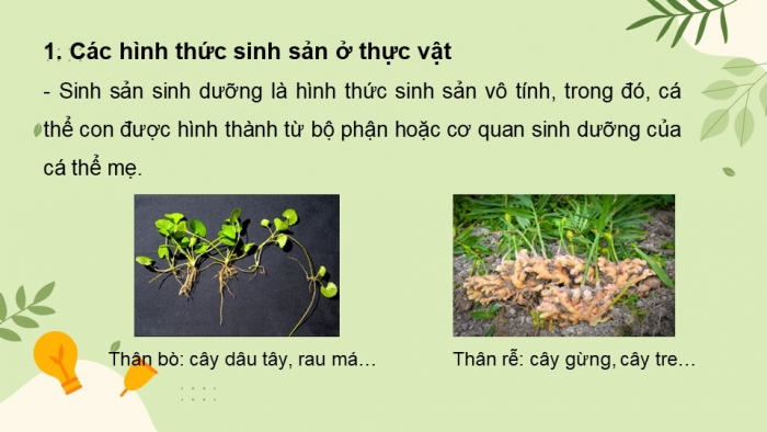 Giáo án và PPT đồng bộ Sinh học 11 cánh diều