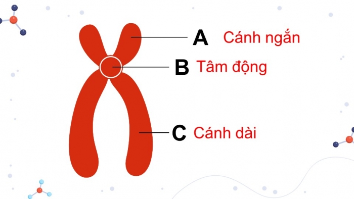 Giáo án và PPT đồng bộ Khoa học tự nhiên 9 kết nối tri thức