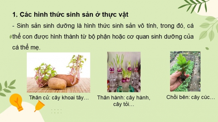 Giáo án và PPT đồng bộ Sinh học 11 cánh diều