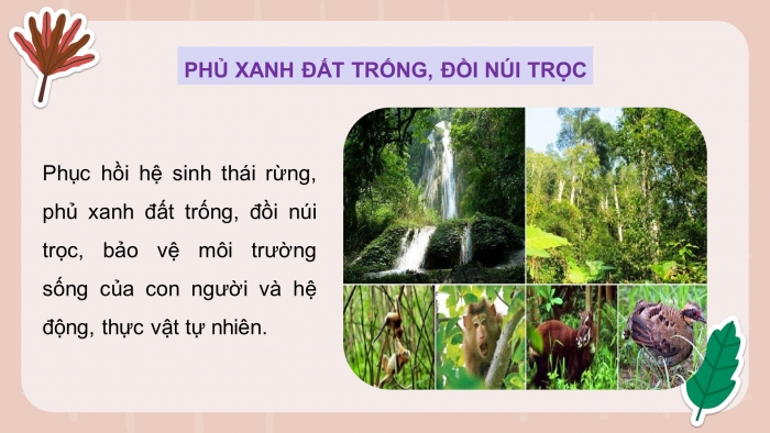 Giáo án và PPT đồng bộ Công nghệ 12 Lâm nghiệp Thuỷ sản Kết nối tri thức