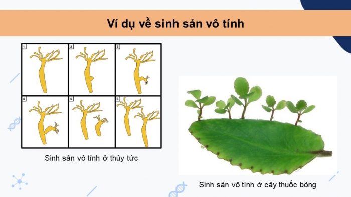 Giáo án và PPT đồng bộ Sinh học 9 chân trời sáng tạo