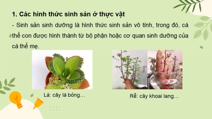 Giáo án và PPT đồng bộ Sinh học 11 cánh diều