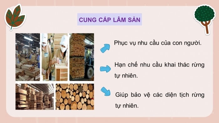 Giáo án và PPT đồng bộ Công nghệ 12 Lâm nghiệp Thuỷ sản Kết nối tri thức