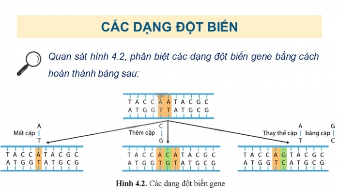 Giáo án và PPT đồng bộ Sinh học 12 cánh diều