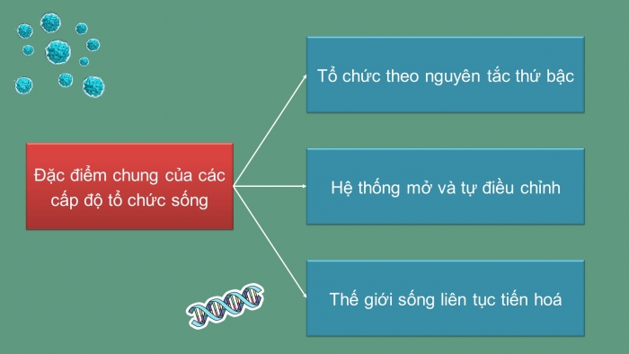 Giáo án và PPT đồng bộ Sinh học 10 chân trời sáng tạo