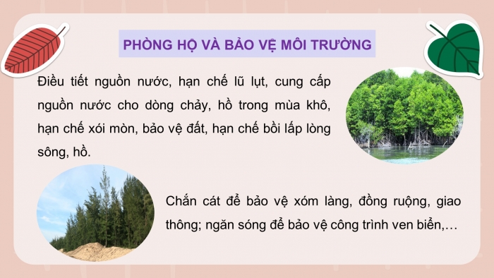 Giáo án và PPT đồng bộ Công nghệ 12 Lâm nghiệp Thuỷ sản Kết nối tri thức