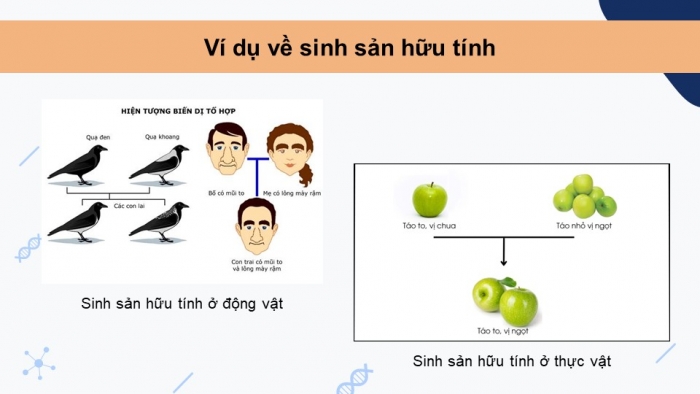 Giáo án và PPT đồng bộ Sinh học 9 chân trời sáng tạo