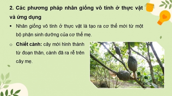 Giáo án và PPT đồng bộ Sinh học 11 cánh diều