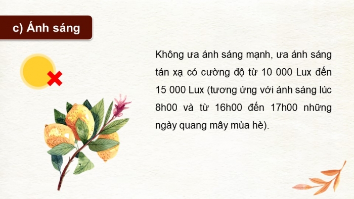 Giáo án và PPT đồng bộ Công nghệ 9 Trồng cây ăn quả Kết nối tri thức